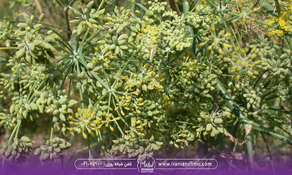 عکس گیاه رازیانه - خواص رازیانه برای لاغری